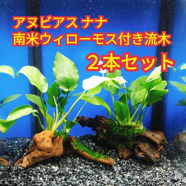 C アヌビアスナナ 南米ウィローモス アク抜き 流木 無農薬 エビ グッピー メダカ ベタ 金魚 水槽 レイアウト テラリウム