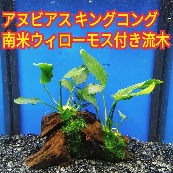 F アヌビアスキングコング 南米ウィローモス アク抜き 流木 無農薬 エビ グッピー メダカ ベタ 金魚 水槽 レイアウト