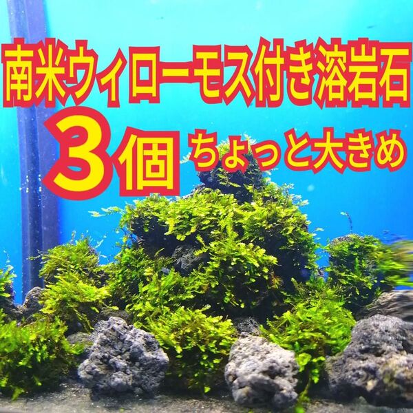 ちょっと大きめ 3個 南米ウィローモス 黒 溶岩石 無農薬 水槽 レイアウト グッピー メダカ エビ シュリンプ アクアリウム