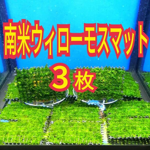 3枚 南米ウィローモス マット 無農薬 ミナミヌマエビ レッドビーシュリンプ メダカ グッピー 金魚 ベタ 水草 水槽 レイアウト