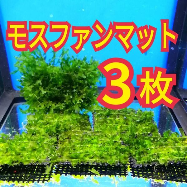 3枚 モスファン ゼニゴケ マット 無農薬 ミナミヌマエビ 水草 隠れ家 メダカ グッピー アクアリウム 水槽 レイアウト 模型