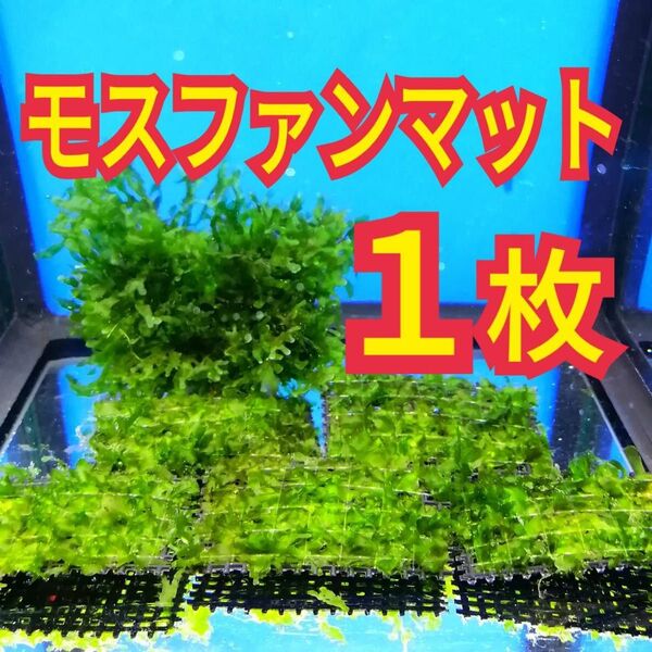 1枚 モスファン ゼニゴケ マット 無農薬 ミナミヌマエビ 水草 隠れ家 メダカ グッピー アクアリウム 水槽 レイアウト 模型