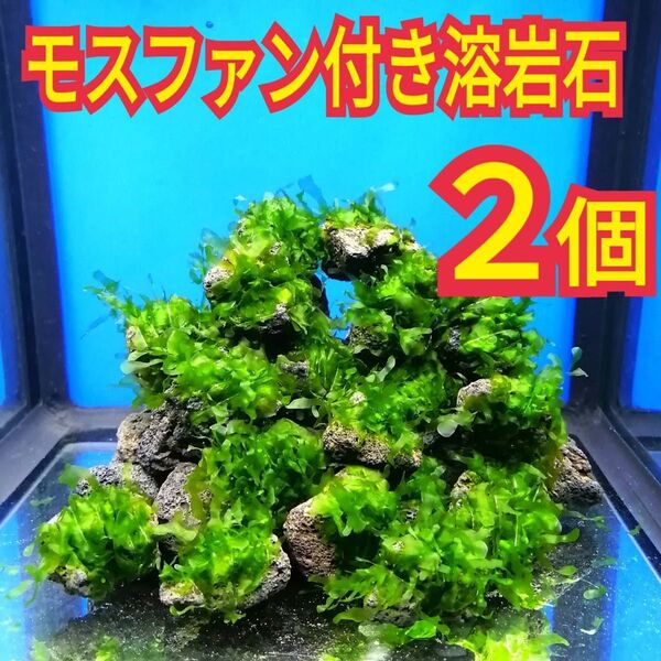 2個 モスファン ゼニゴケ 溶岩石 無農薬 ミナミヌマエビ レッドビーシュリンプ 水草 隠れ家 メダカ グッピー 水槽 レイアウト