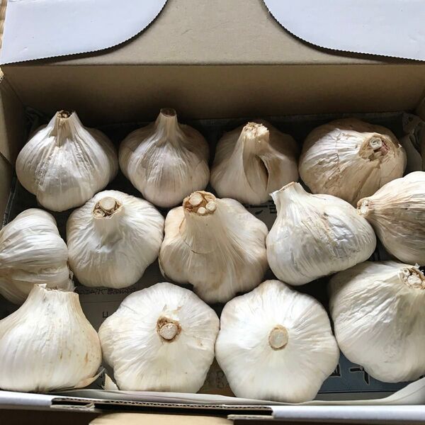 長崎県島原産ニンニク 800g 栽培期間中は化学農薬不使用