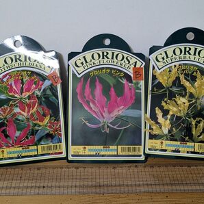 売り切り! グロリオサ 3種セット No.B