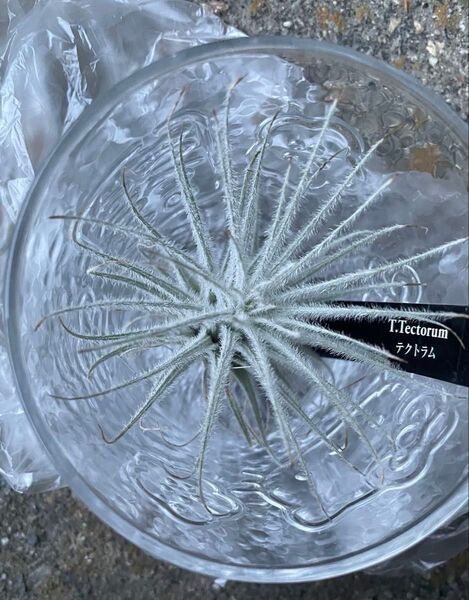 テクトラム 植物 グラス ハローキティー キティーちゃん 推し活
