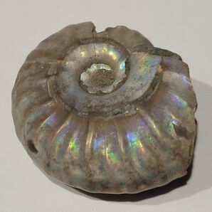 虹色アンモナイト 化石 マダガスカル産