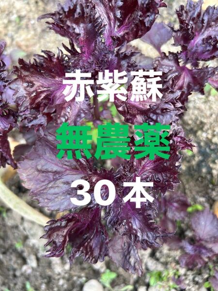 赤紫蘇の苗(30本)