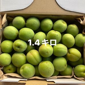 青梅1.4キロ 無農薬栽培