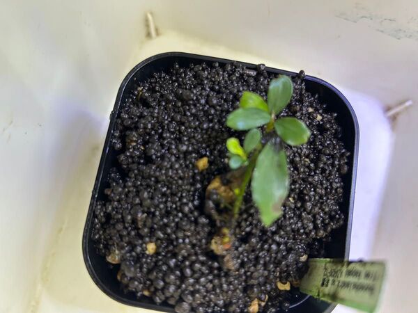 Bucephalandra sp. "彩雲" from Kapuas 【AZ0420-12】