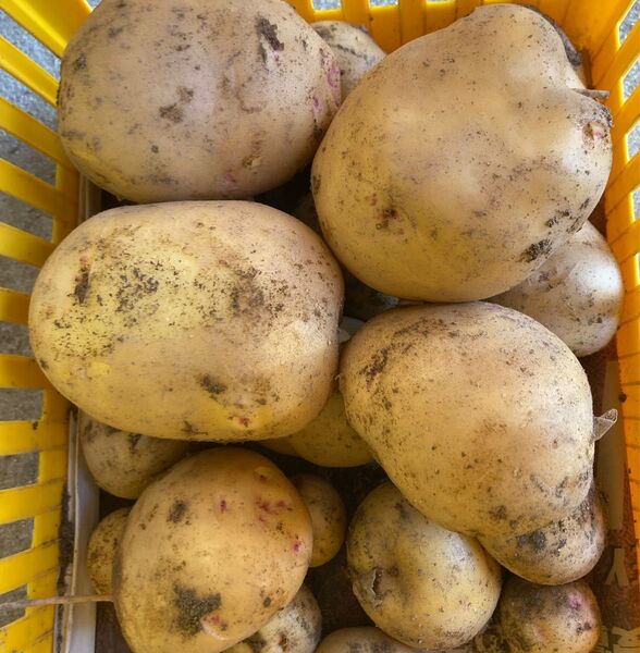 農薬不使用 新ジャガイモ 男爵 サイズ混合 5キロ (箱込)