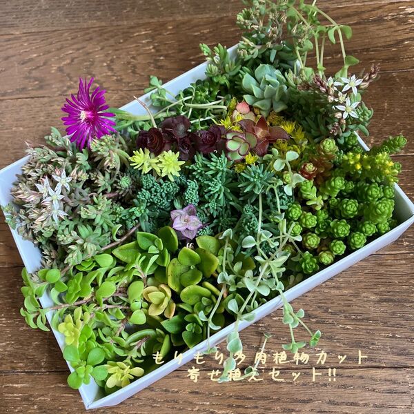 多肉植物セダム14種類カット苗詰め合わせ寄せ植えセット