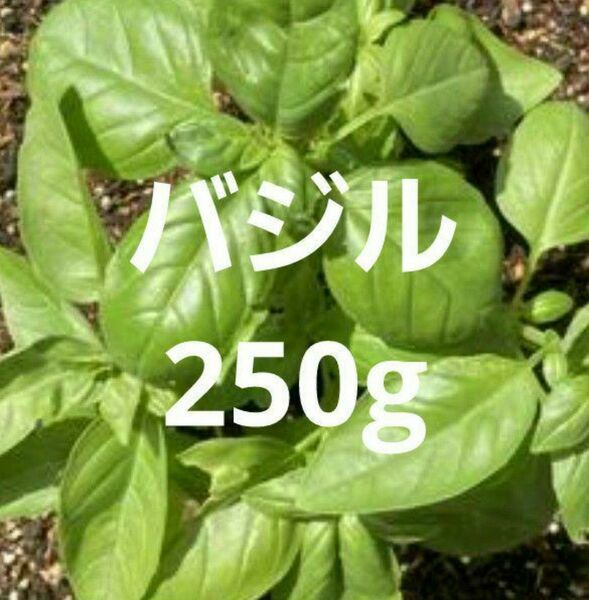 スイートバジル 250g バジル