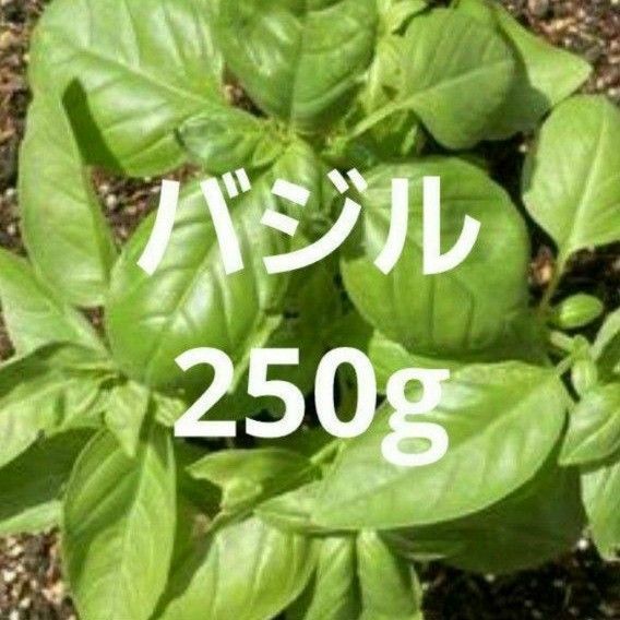 スイートバジル 250g バジル