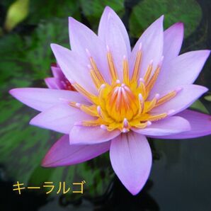 熱帯性スイレン 《キーラルゴ》