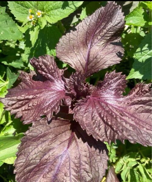 長年無農薬野菜 赤紫蘇 小苗10苗 抜き苗 赤しそ 自宅栽培