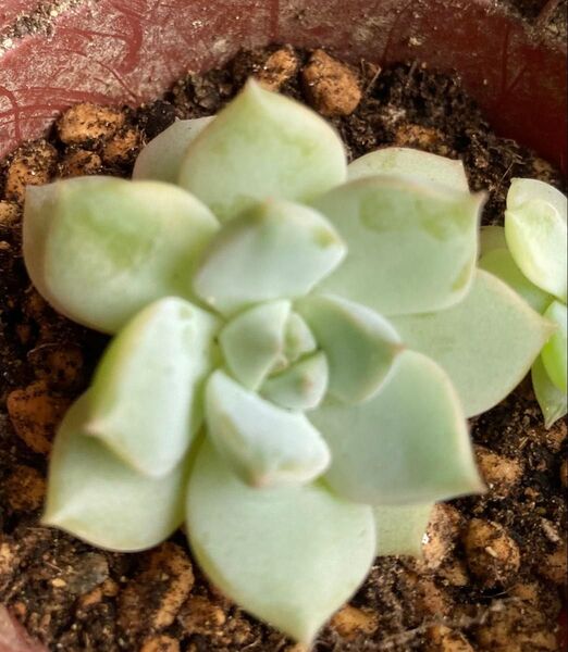 白牡丹錦 抜き苗 1苗 エケベリア 多肉植物 日本苗
