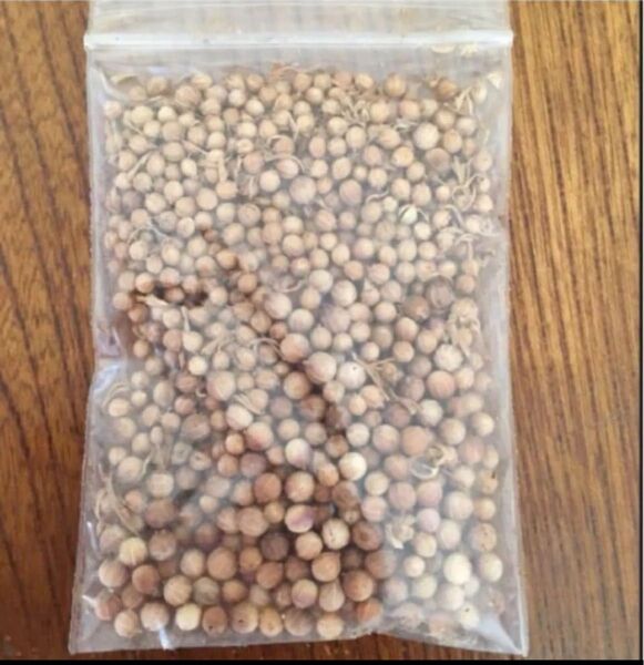 長年無農薬栽培 パクチー 種100粒 家庭菜園 自然農