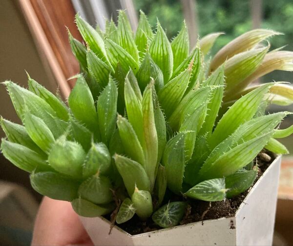 群生 チャイナドレス 一鉢全部抜き苗 多肉植物 ハオルチア 観葉植物 日本苗