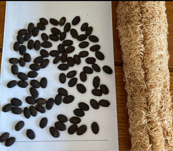 長年無農薬栽培 ヘチマ 瓜 種20粒