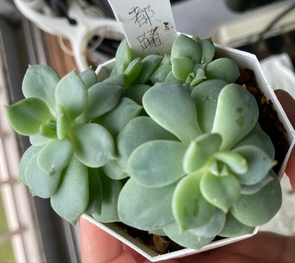 都踊り 抜き苗 一鉢全部 エケベリア 多肉植物 ガーデニング 日本苗