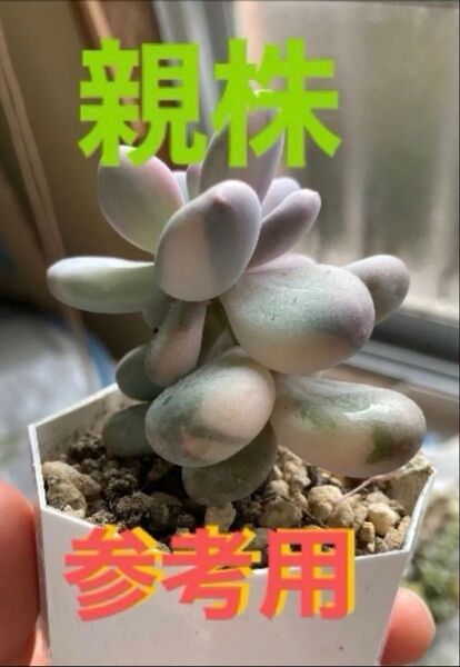 訳あり特売 希少 星美人錦 葉挿し用 葉 1枚 エケベリア 多肉植物 自宅栽培 日本苗