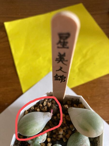希少 星美人錦 美斑葉挿し 発根済み 多肉植物