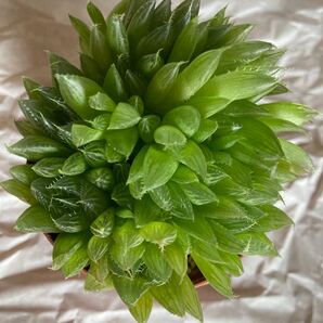 daichan様専用!群生 チャイナドレス 一鉢全部 ハオルチア 多肉植物 群生株 抜き苗