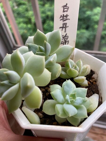 白牡丹 抜き苗 一鉢全部 白牡丹 多肉植物 エケベリア