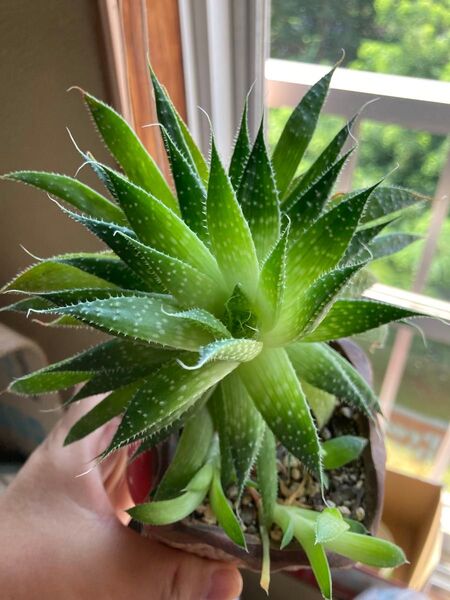 鑑賞用 アロエ ハオルチア 多肉植物 Haworthia 大株 抜き苗 1苗
