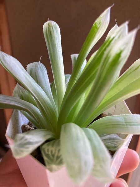株分け苗 アイススプライト ハオルチア 多肉植物 自宅栽培 日本苗