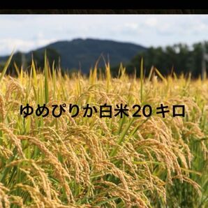 令和6年度産 北海道米 ゆめぴりか 白米 20キロ