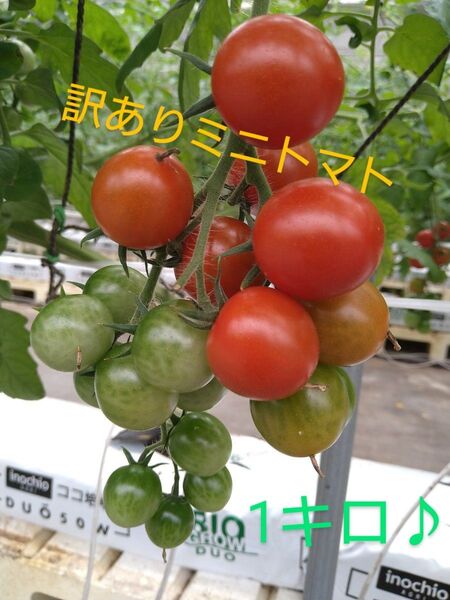 訳あり ミニトマト 1キロ 農家直送 規格外品