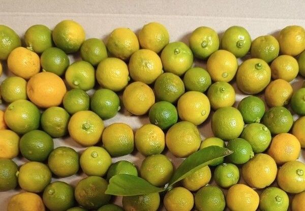 カラマンシー 箱込み500グラム