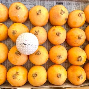 明日迄 厳選 大粒 びわ コンパクト(箱込み1.25kg)