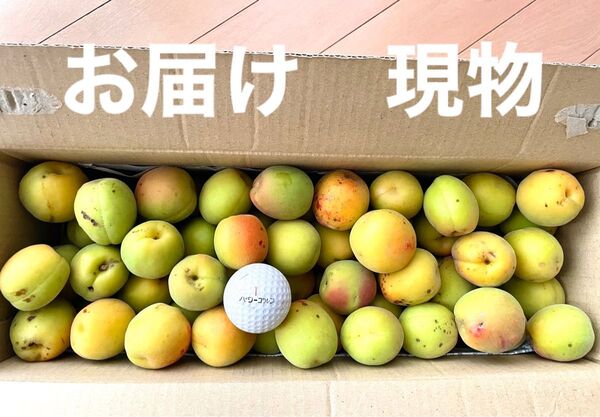 お早めに! 無農薬 南高梅 3kg