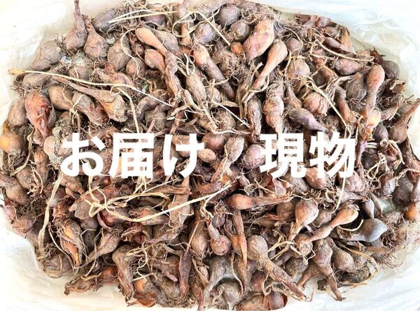 チリアヤメ(ハーベルチア) 球根のみ 100球くらい