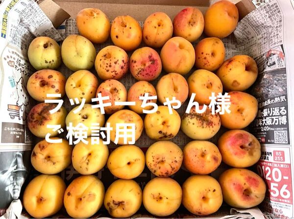 無農薬 南高梅 60サイズ 箱込み1.5kg(傷やシミあり含む)
