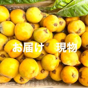 無農薬 びわ ゆうパケットプラス(箱込み1.3kg)