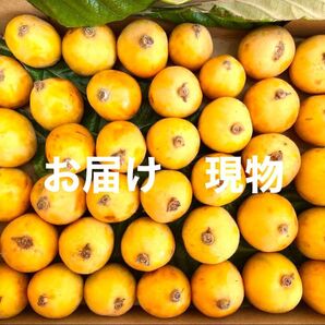 無農薬 びわ コンパクト(箱込み1.1kg)