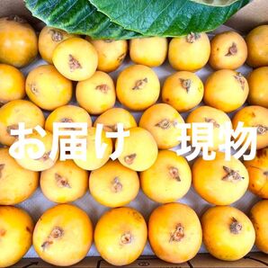 無農薬 びわ コンパクト(箱込み1.25kg)