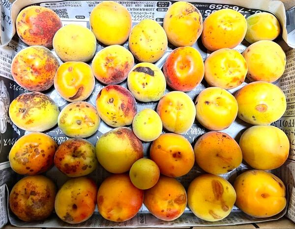 明日迄 加工用 訳あり 無農薬 南高梅(箱込み1.35kg)