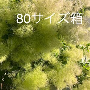 フレッシュスモークツリー80サイズ箱 〜ドライフラワーへ 花材*スワッグやリースに〜
