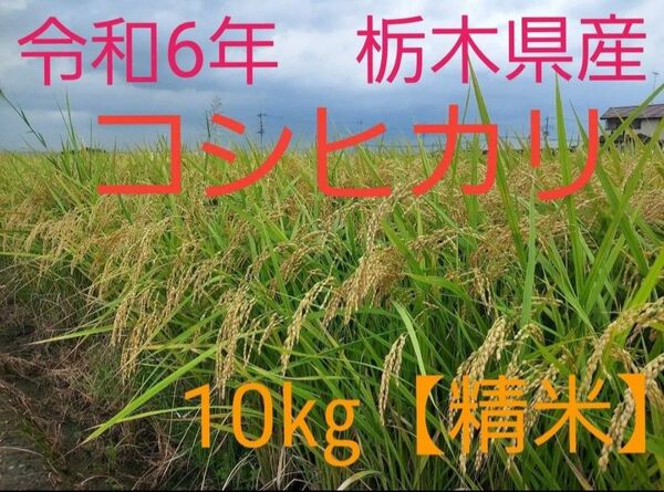 令和6年 栃木県産 コシヒカリ 10㎏
