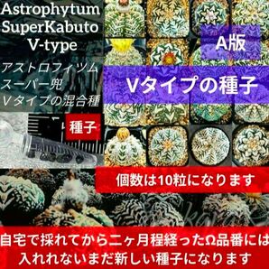 A10 スーパー兜 アストロフィツム Vタイプ 種子 10粒 Astrophytum asterias V-type 兜丸 多肉
