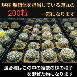 Ω 200粒 スーパー兜 アストロフィツム Vタイプ 種子 Astrophytum asterias V-type 兜丸 多肉