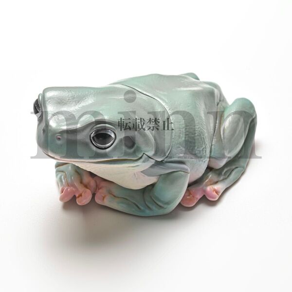 【未開封】NTC 大きなイエアメガエル 灰色 ネイチャーテクニカラー カプセルトイ ガチャ フィギュア