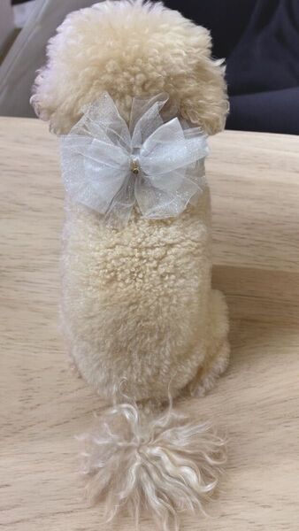 犬用 猫用 ペット用 新品未使用 リボンアクセサリー チョーカー ピンク