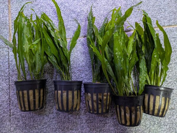 ミクロソリウムナローリーフ 1POT