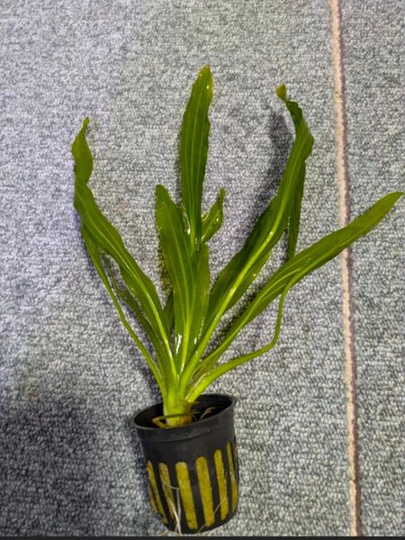 【Sサイズ】エキノドルス ウルグアイエンシス 水中葉 1POT